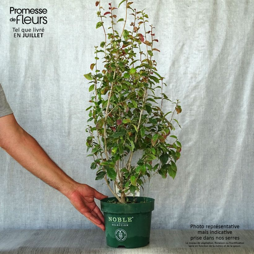 Amostra de Parrótia persica Persian Spire Vaso de 3 L/4 L tal como entregue no verão