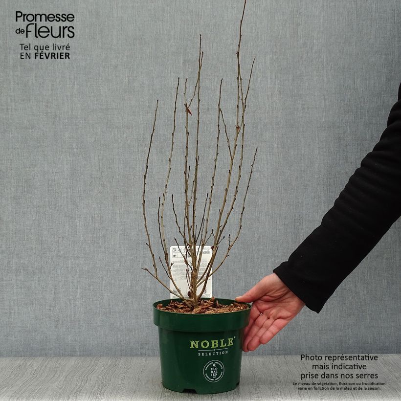 Amostra de Parrotia persica Persian Spire - Arbre de fer Vaso de 3 L/4 L tal como entregue no inverno