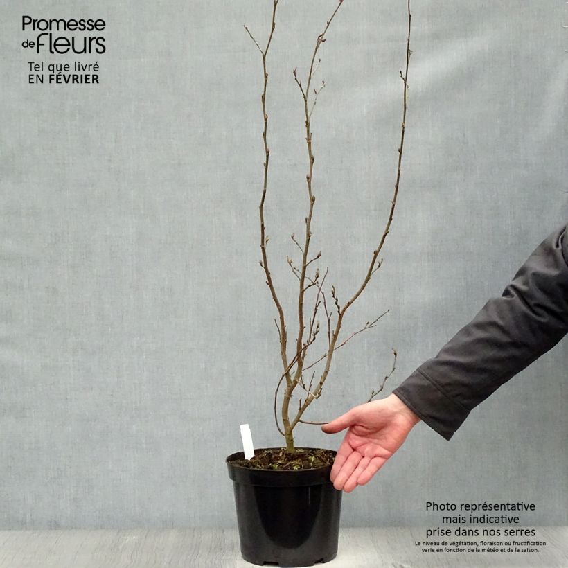 Amostra de Parrotia persica Vanessa - Arbre de fer Vaso de 4 L/5 L tal como entregue no inverno
