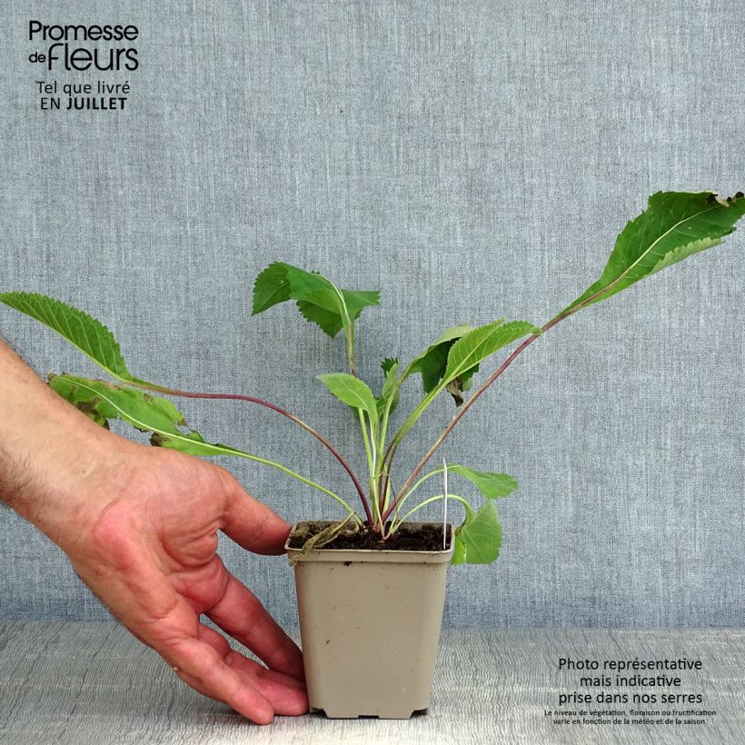 Amostra de Parthenium integrifolium Vaso de 8/9 cm tal como entregue no verão
