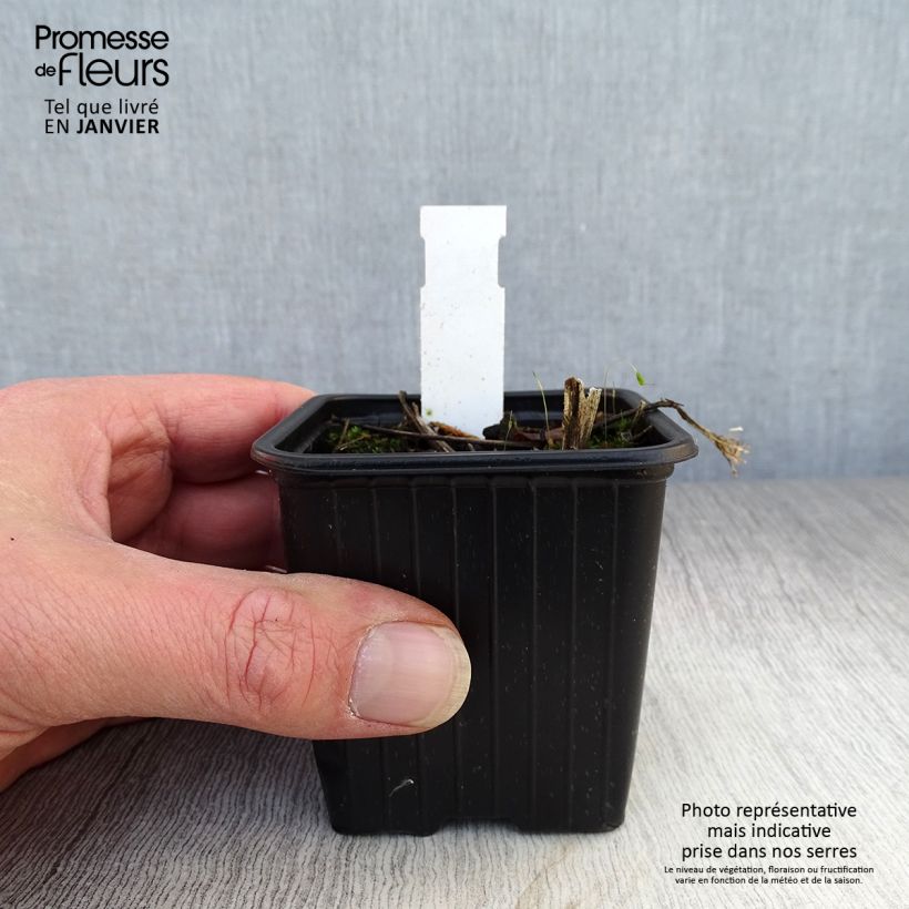 Amostra de Parthenium integrifolium Vaso de 8/9 cm tal como entregue no inverno