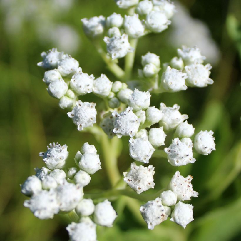 Parthenium integrifolium (Floração)