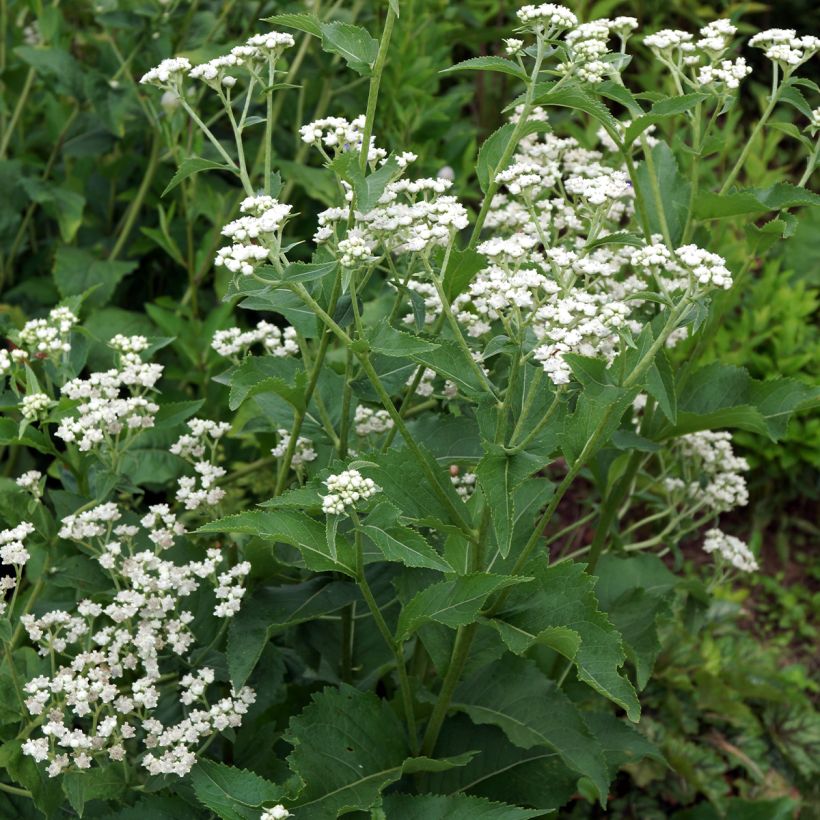 Parthenium integrifolium (Hábito)