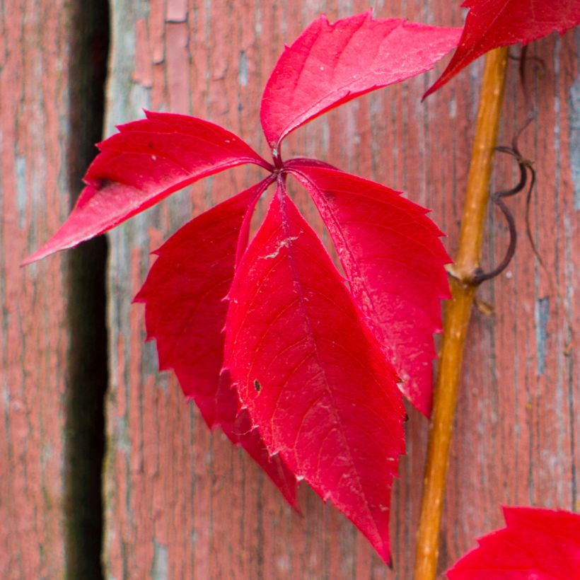 Parthenocissus quinquefolia Red Wall Troki (Folhagem)