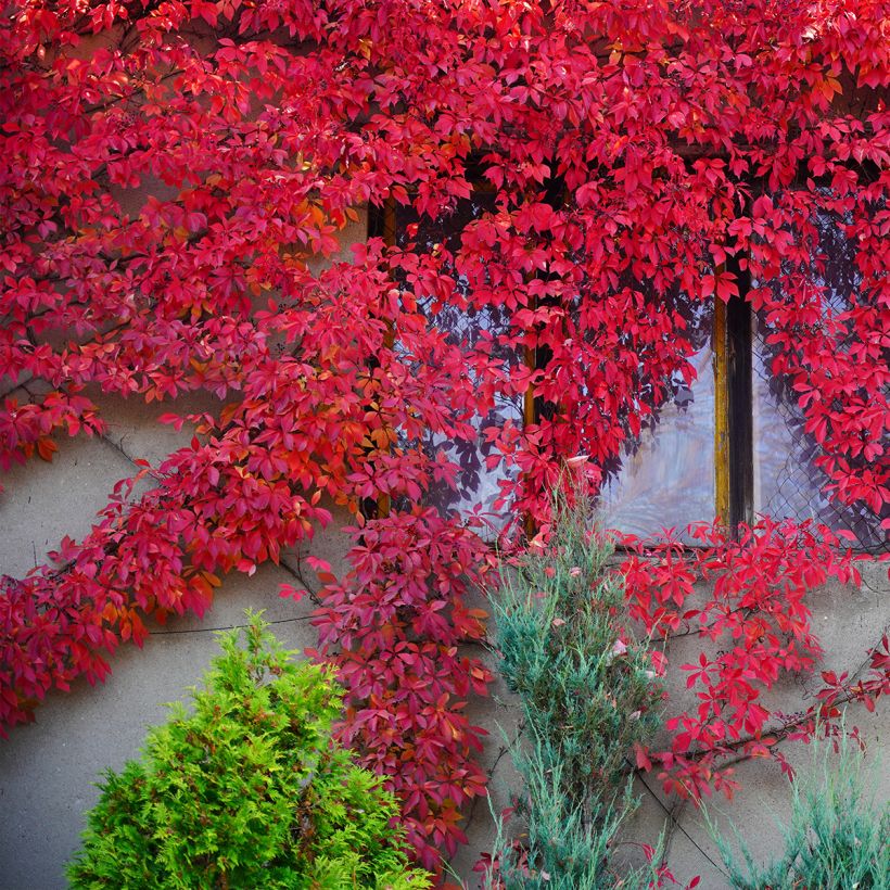 Parthenocissus quinquefolia Red Wall Troki (Hábito)
