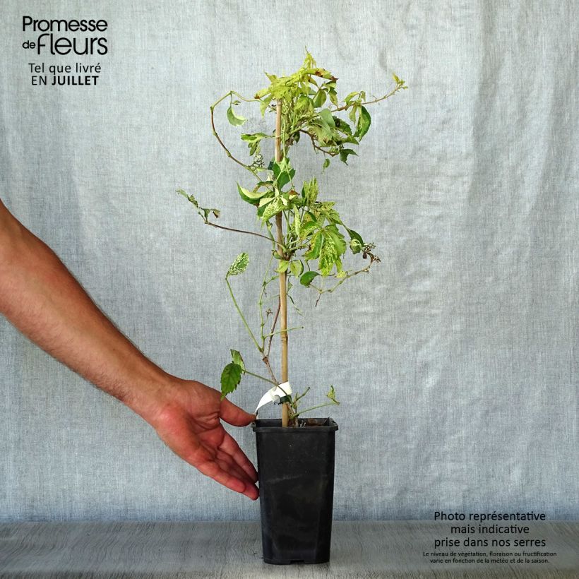 Amostra de Parthenocissus quinquefolia Star Shower Vaso de 1,5 L/2 L tal como entregue no verão