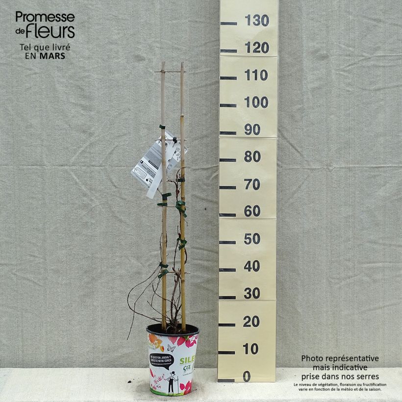 Amostra de Parthenocissus tricuspidata Atropurpurea Vaso de 2 L/3 L tal como entregue na primavera