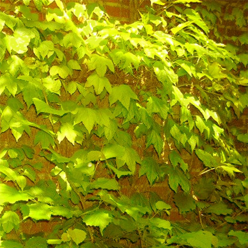 Parthenocissus tricuspidata Fenway Park (Hábito)