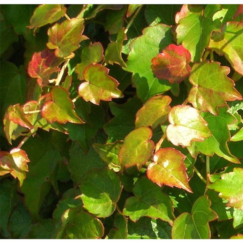Parthenocissus tricuspidata Minutifolia (Folhagem)