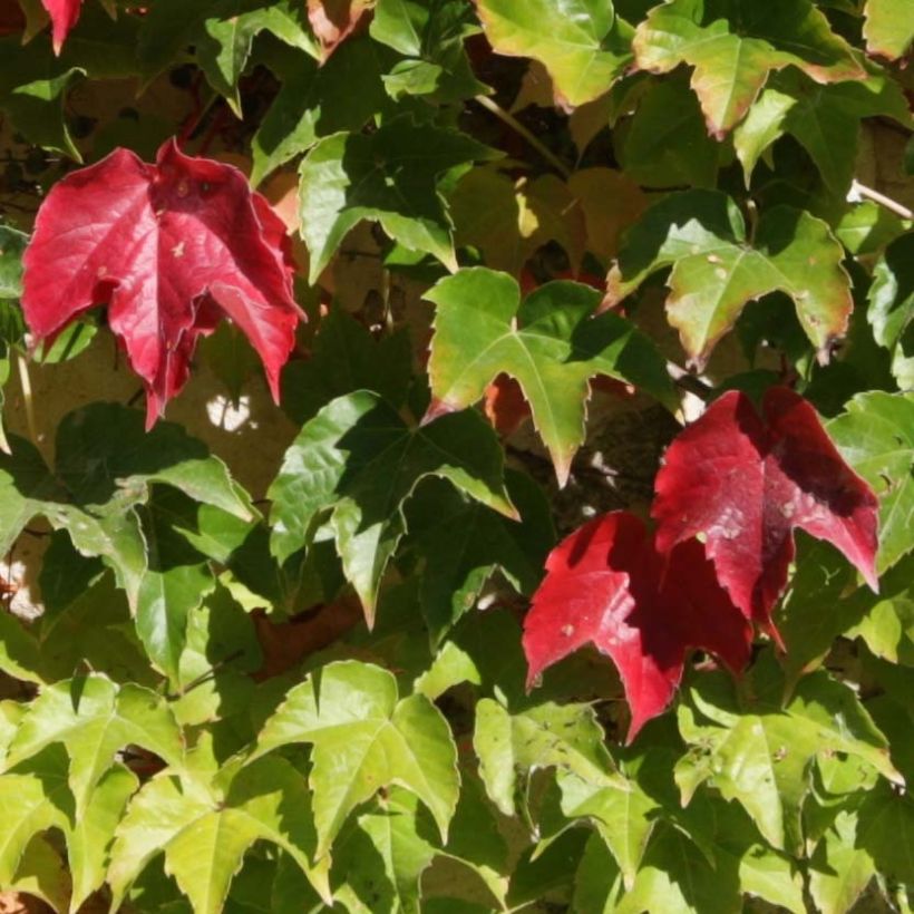 Parthenocissus tricuspidata Veitchii Robusta (Folhagem)