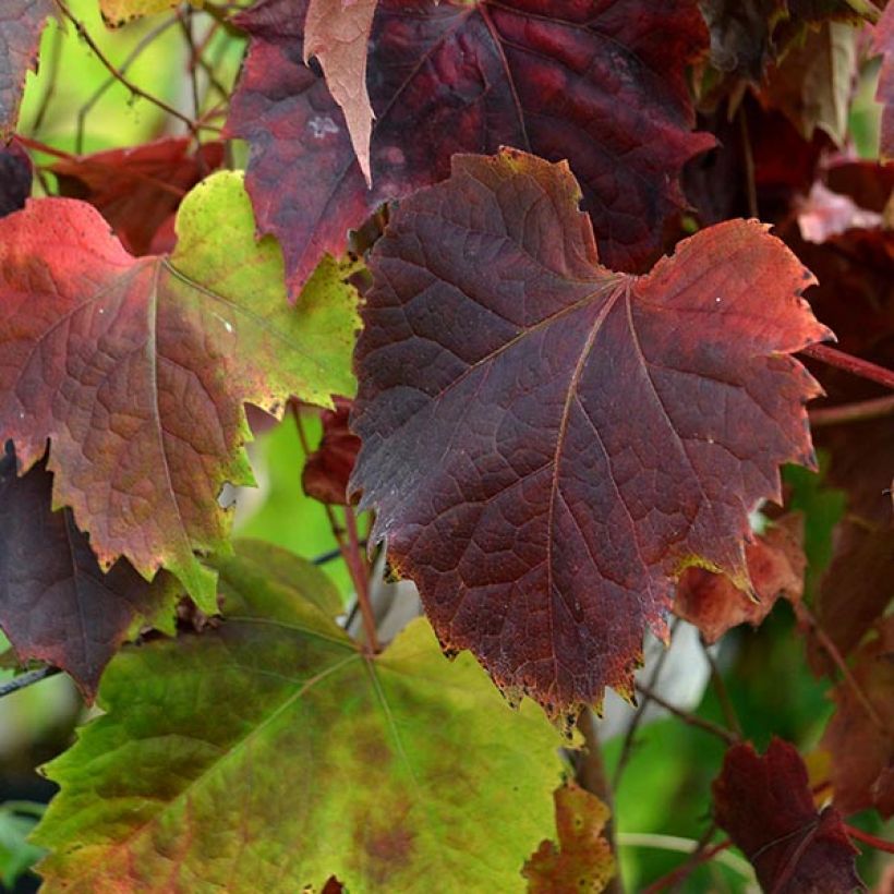 Parthenocissus tricuspidata Atropurpurea (Folhagem)