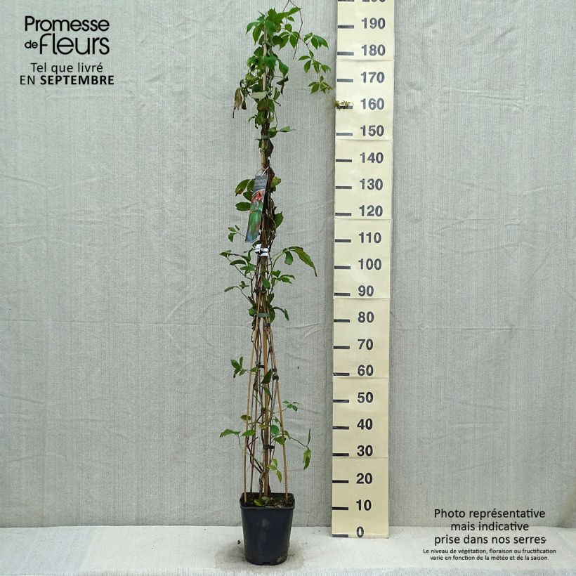 Amostra de Parthenocissus viteacea Vaso de 4 L/5 L tal como entregue no outono