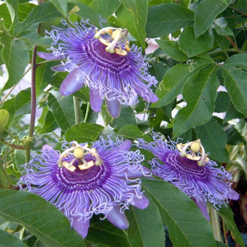 Passiflora Incense (Floração)