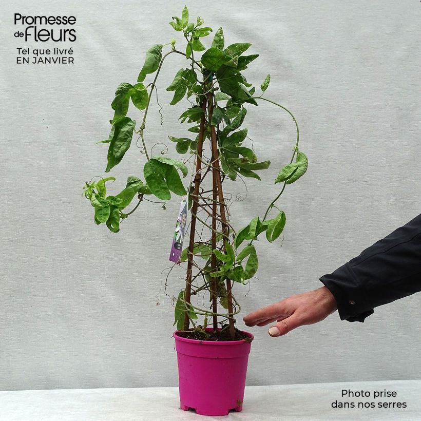 Amostra de Passiflora allardii - Fleur de la Passion Pot de 2L/3L tal como entregue no inverno