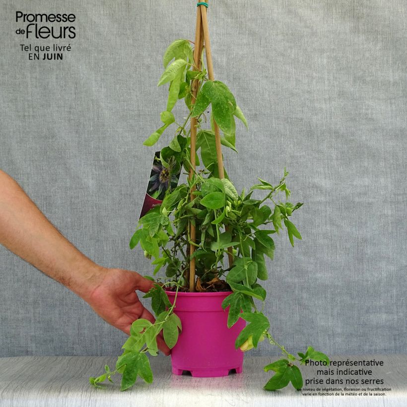 Amostra de Passiflora allardii Vaso de 2 L/3 L tal como entregue no verão