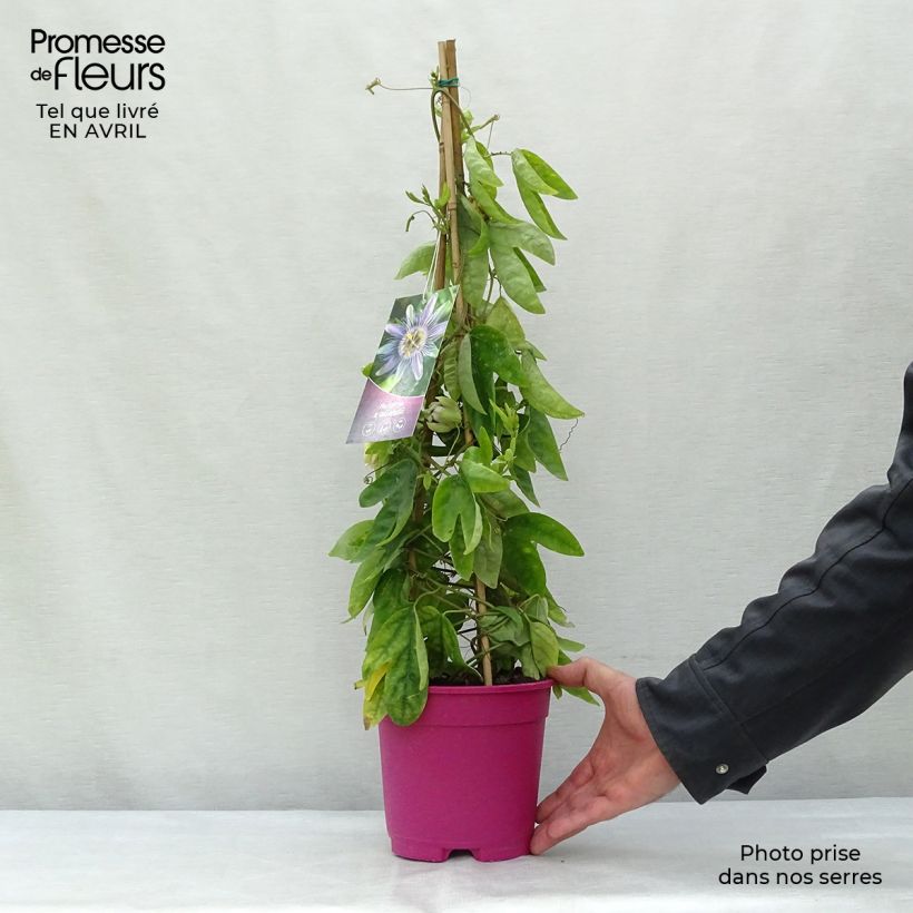 Amostra de Passiflora allardii Vaso de 2 L/3 L tal como entregue na primavera