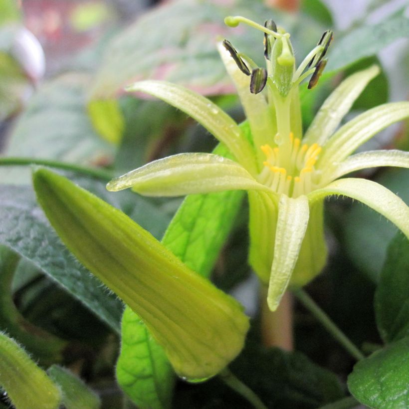 Passiflora citrina (Floração)