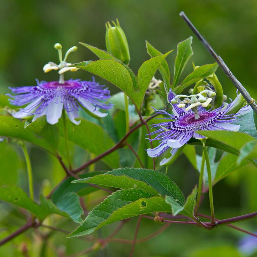 Passiflora incarnata (Floração)