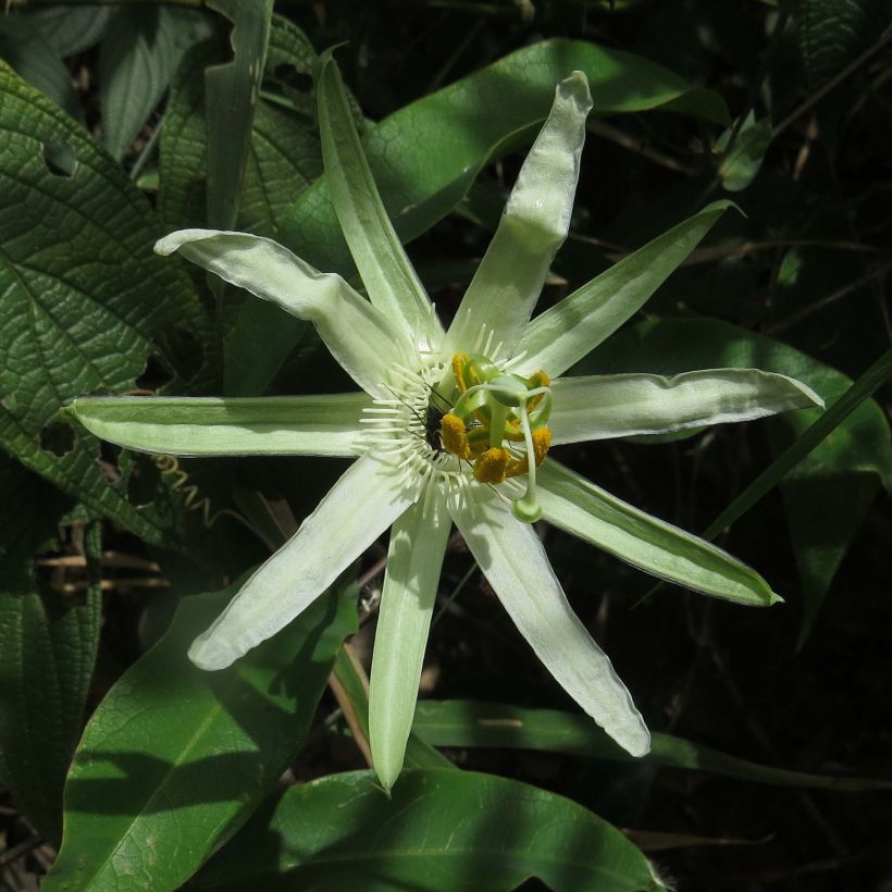 Passiflora mucronata (Floração)