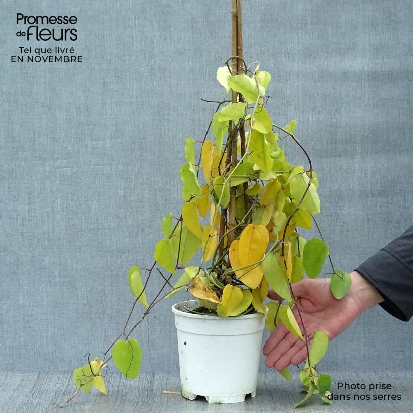 Amostra de Passiflora mucronata Vaso de 2 L/3 L tal como entregue no outono