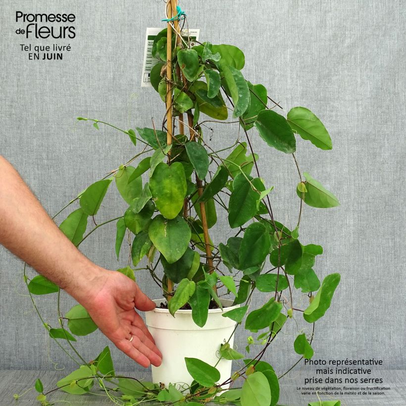 Amostra de Passiflora mucronata Vaso de 2 L/3 L tal como entregue no verão