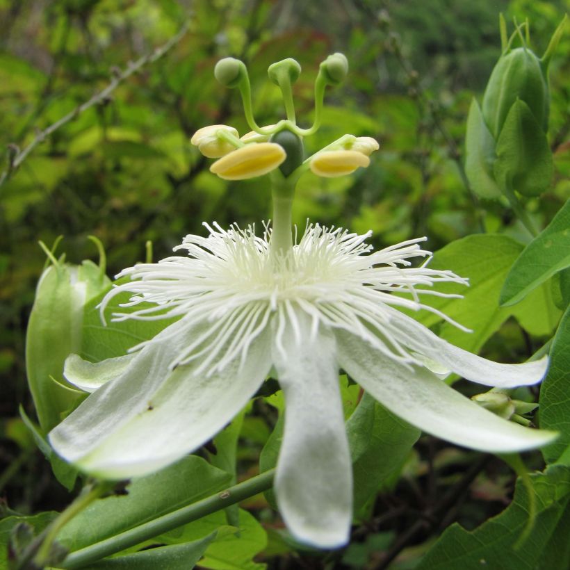 Passiflora subpeltata (Floração)
