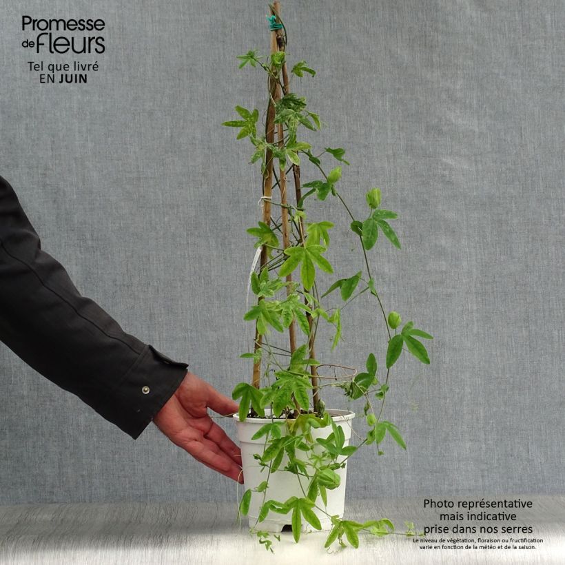 Amostra de Passiflora subpeltata Vaso de 2 L/3 L tal como entregue no verão