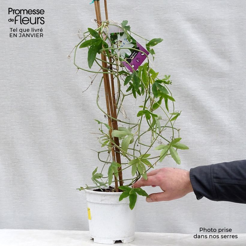 Amostra de Passiflora subpeltata - Fleur de la Passion Pot de 2L/3L tal como entregue no inverno