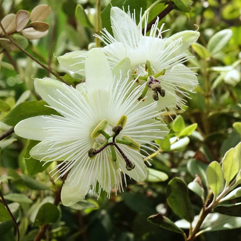 Passiflora subpeltata (Floração)