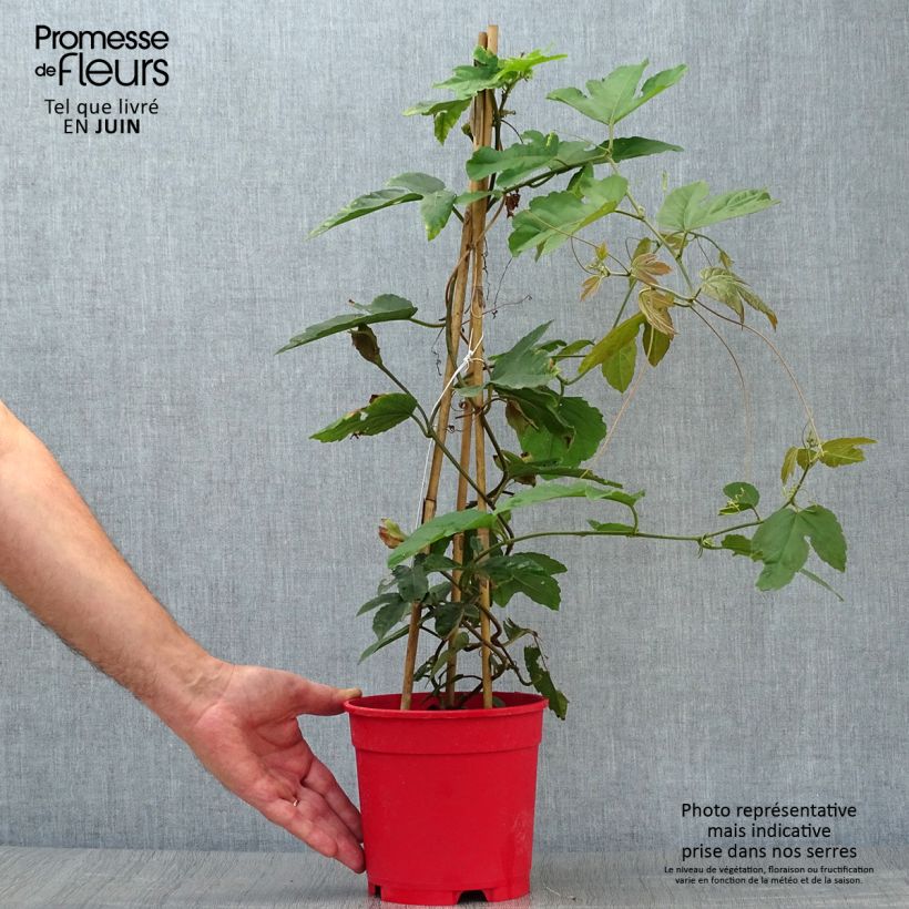 Amostra de Passiflora vitifolia Vaso de 2 L/3 L tal como entregue no verão