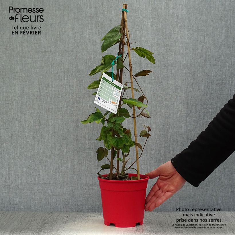 Amostra de Passiflora vitifolia Vaso de 2 L/3 L tal como entregue no inverno