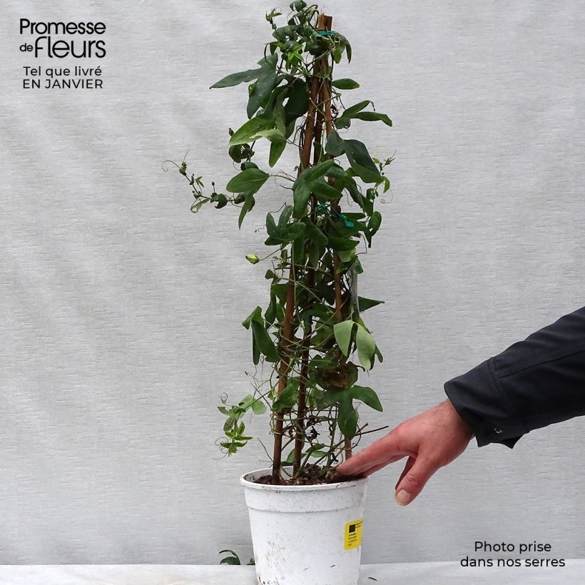 Amostra de Passiflore Amethyst Blanche - Fleur de la Passion Pot de 2L/3L tal como entregue no inverno