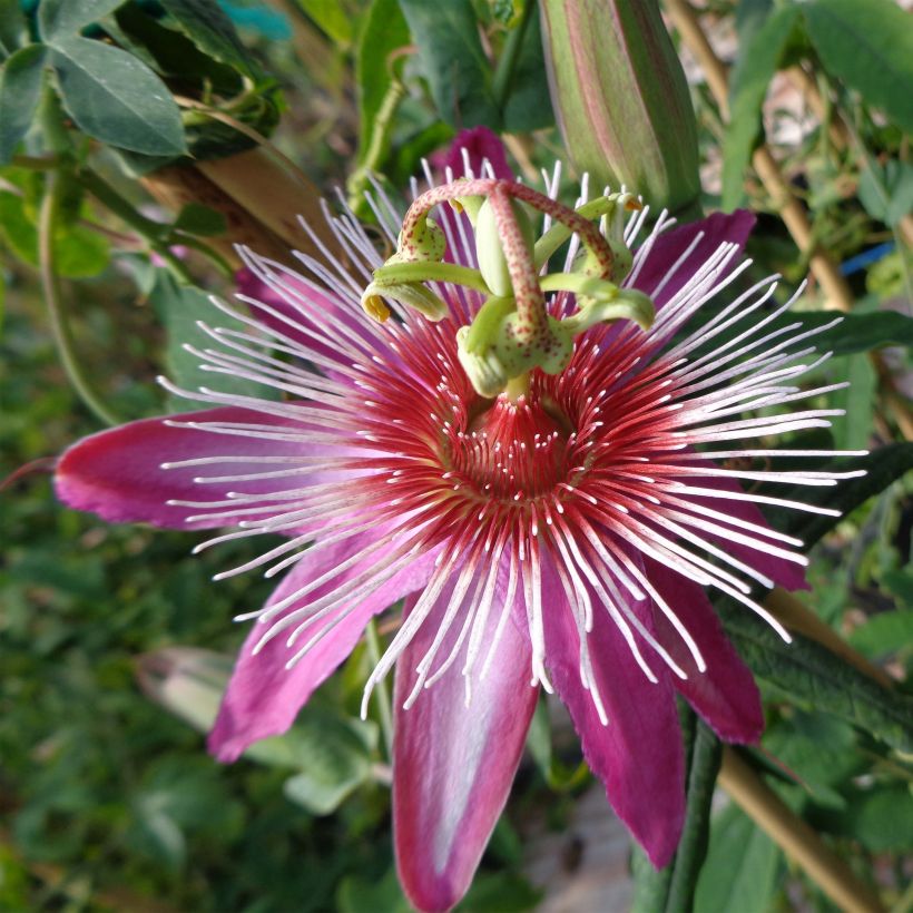 Passiflora Anastasia (Floração)