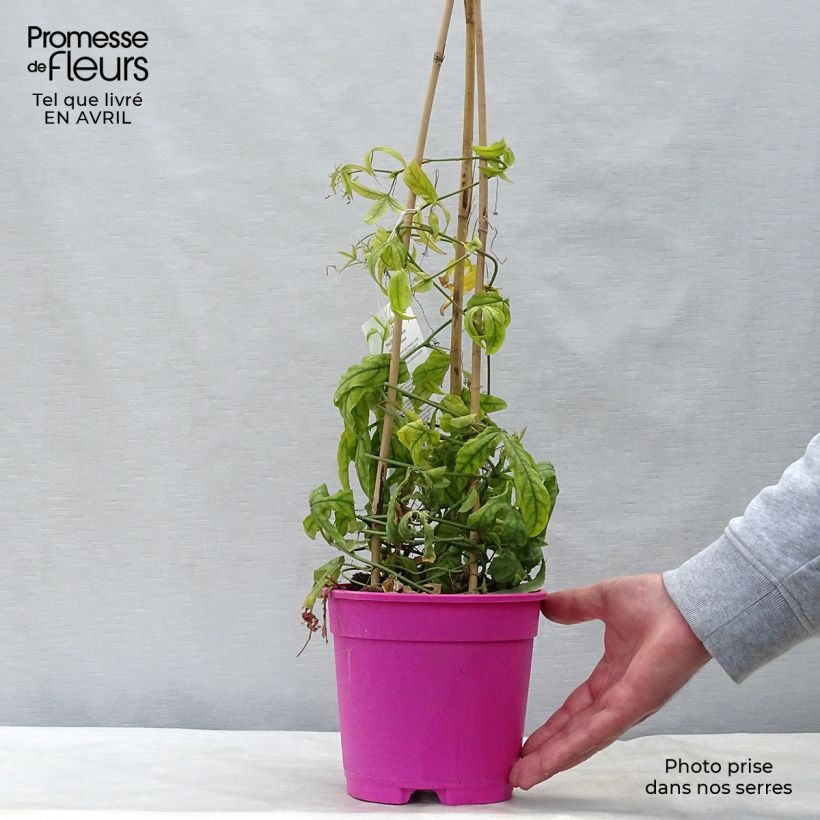 Amostra de Passiflora Anastasia Vaso de 2 L/3 L tal como entregue na primavera