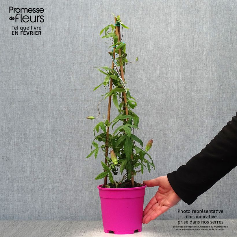 Amostra de Passiflore Anastasia - Fleur de la Passion Pot de 2L/3L tal como entregue no inverno