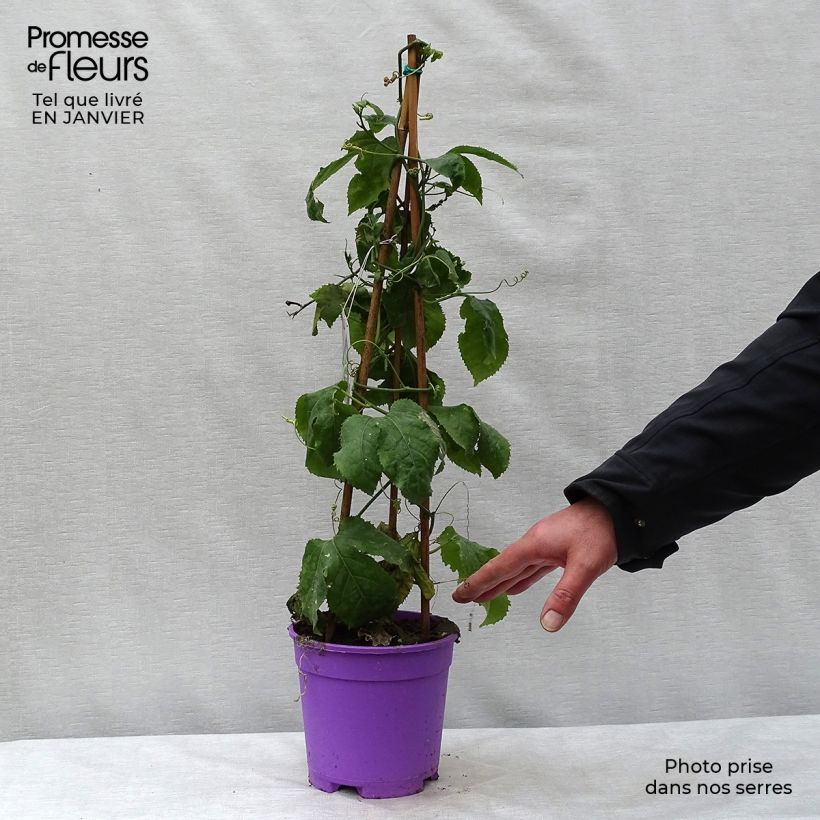 Amostra de Passiflore Byron Beauty - Fleur de la Passion Pot de 2L/3L tal como entregue no inverno