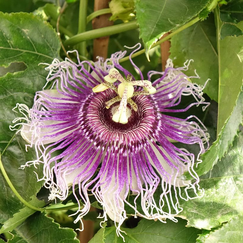 Maracujá Byron Beauty (Floração)