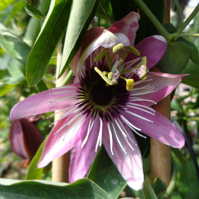 Passiflora × caerulea racemosa (Floração)