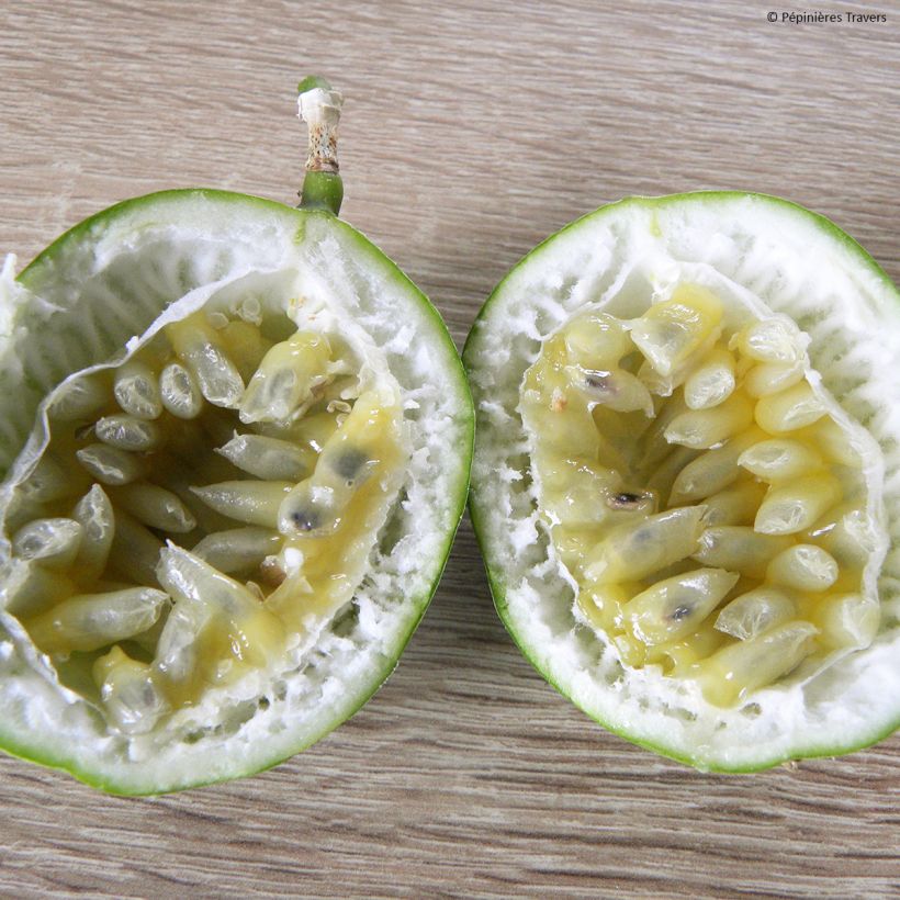 Maracujá Eia popeia (Colheita)