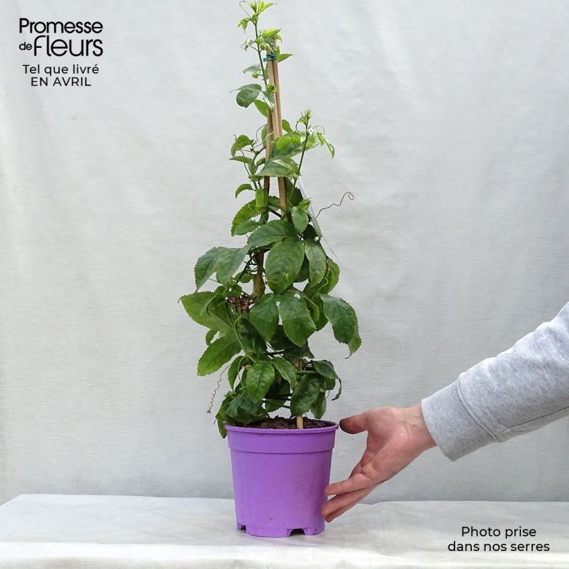 Amostra de Maracujá Essenza Vaso de 2 L/3 L tal como entregue na primavera