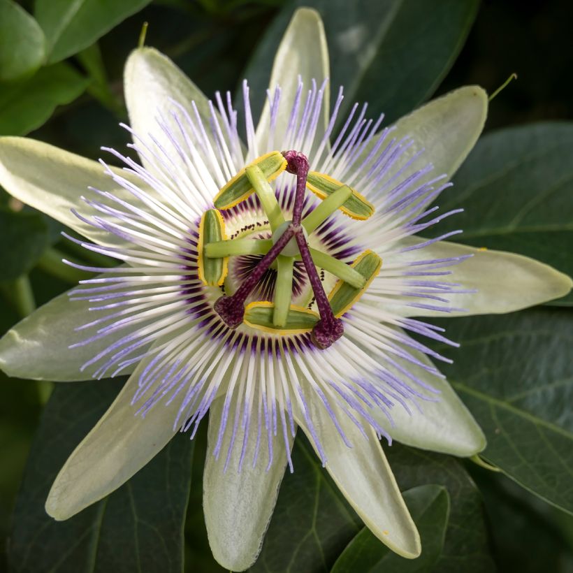 Maracujá-azul Clear Sky - Passiflora caerulea (Floração)