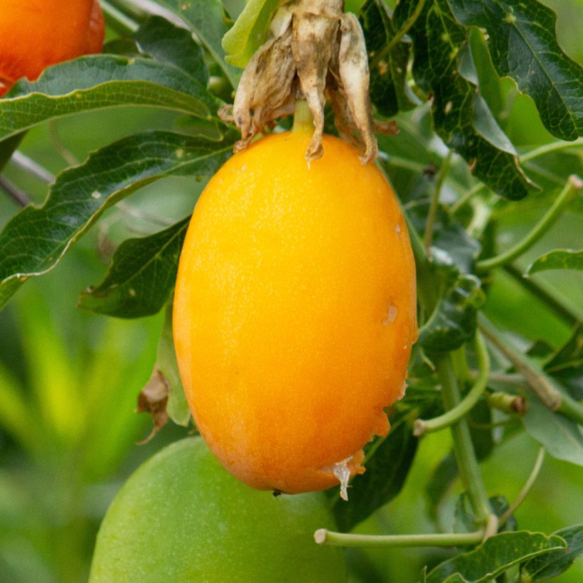 Maracujá-azul Clear Sky - Passiflora caerulea (Colheita)