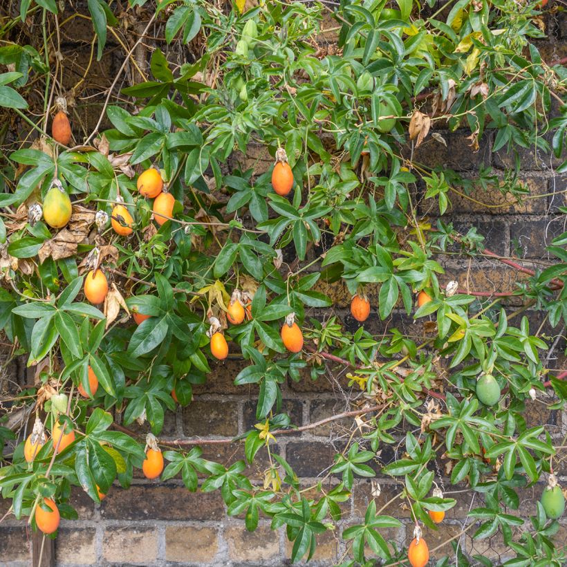 Maracujá-azul Clear Sky - Passiflora caerulea (Hábito)