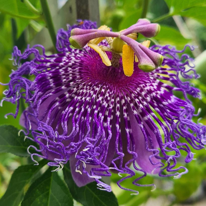 Passiflora Incense (Floração)