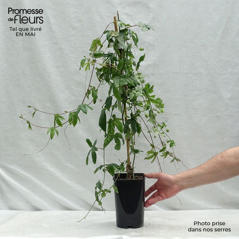 Amostra de Maracujá Lady Betty Myles Young Vaso de 3 L/4 L tal como entregue na primavera