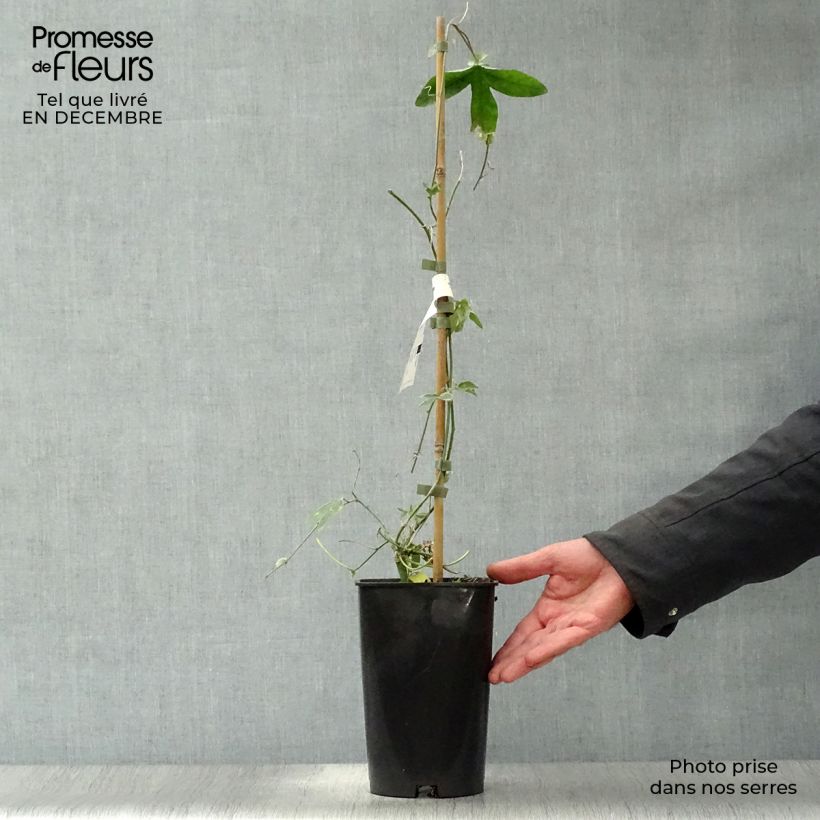 Amostra de Passiflore Lady Betty Myles Young - Fleur de la Passion bleue violet Pot de 3L/4L tal como entregue no inverno