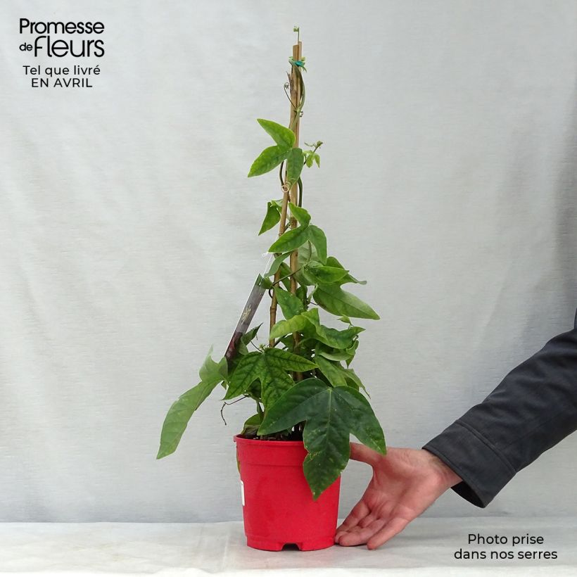 Amostra de Maracujá Marijke Vaso de 2 L/3 L tal como entregue na primavera