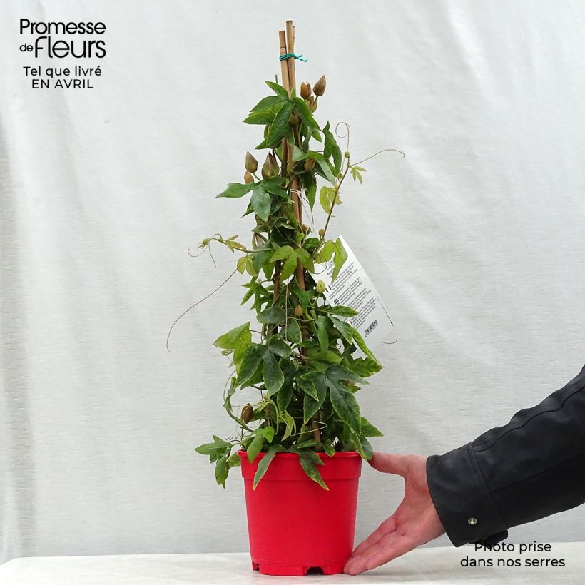 Amostra de Maracujá Michael Vaso de 2 L/3 L tal como entregue na primavera