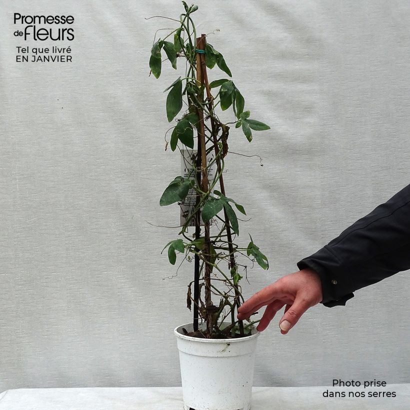 Amostra de Passiflore Panda - Fleur de la Passion Pot de 2L/3L tal como entregue no inverno