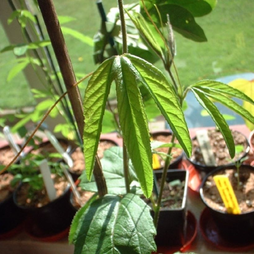 Passiflora exoniensis (Folhagem)